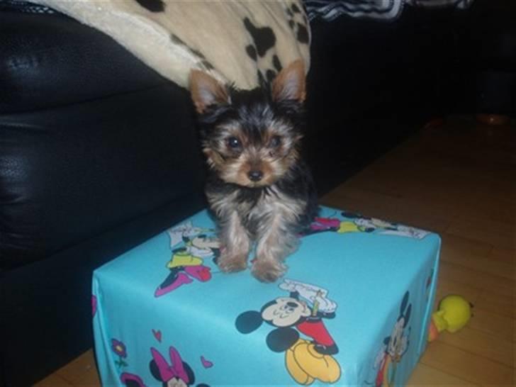 Yorkshire terrier Hugo billede 2