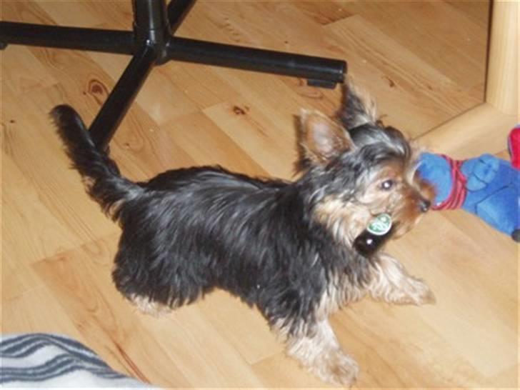 Yorkshire terrier Hugo - Her løber han med en legetøjs øl... Altså man har jo også kun det sjov man selv finder på... billede 4