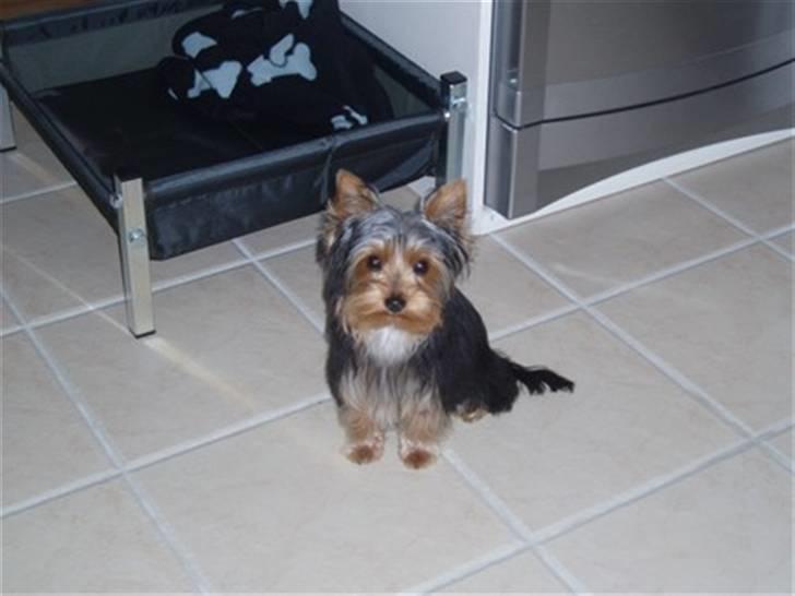 Yorkshire terrier Hugo billede 5