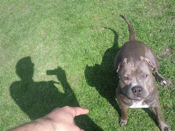 Amerikansk staffordshire terrier Speedy *R.I.P*<3 billede 9