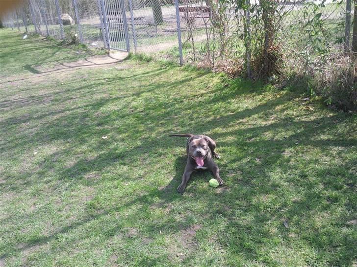 Amerikansk staffordshire terrier Speedy *R.I.P*<3 billede 10