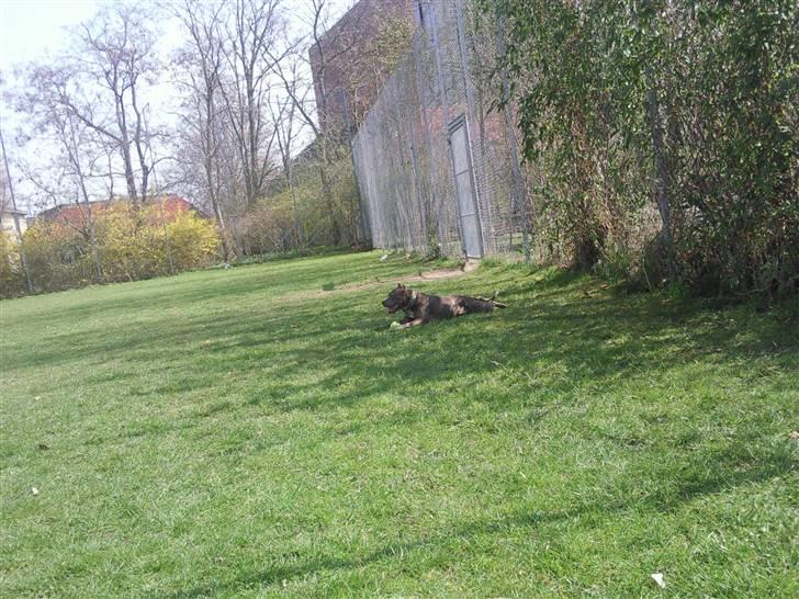 Amerikansk staffordshire terrier Speedy *R.I.P*<3 billede 11