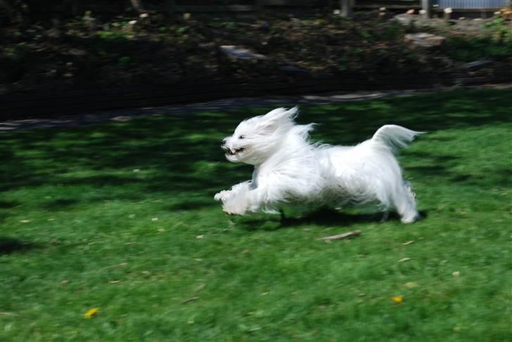 Coton de tulear Jegums Princess Becca - Hun elsker at løbe :) Maj 2011 billede 13