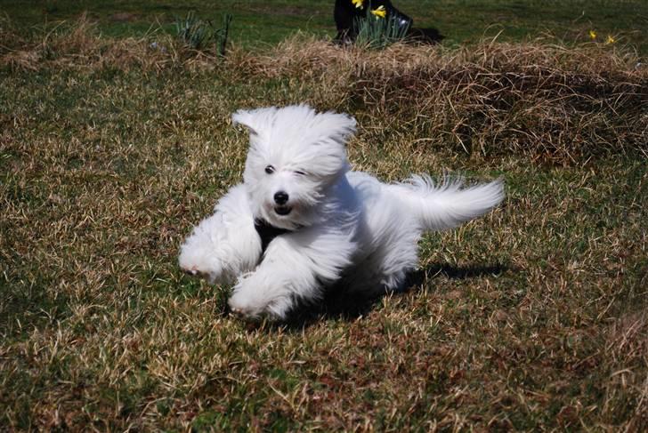 Coton de tulear Jegums Princess Becca - weeheee :) billede 14