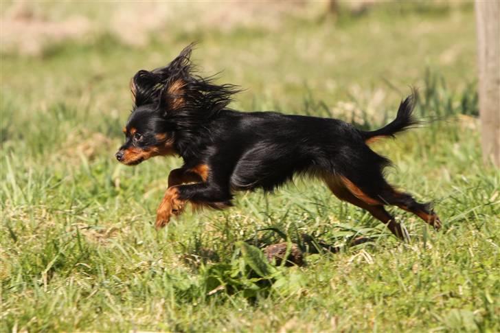 Russisk toy terrier Jaroslavna Mazasis Elfas billede 20