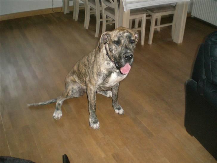 Grand danois Elma billede 1