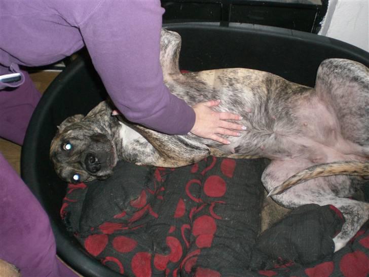 Grand danois Elma billede 2