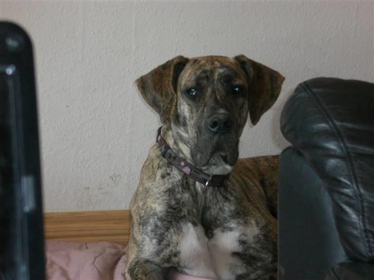 Grand danois Elma billede 3