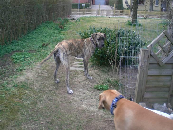 Grand danois Elma billede 4