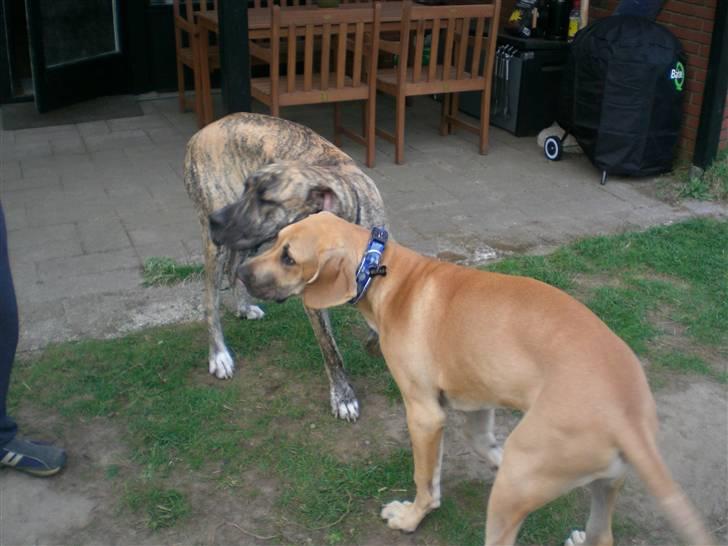 Grand danois Elma billede 5