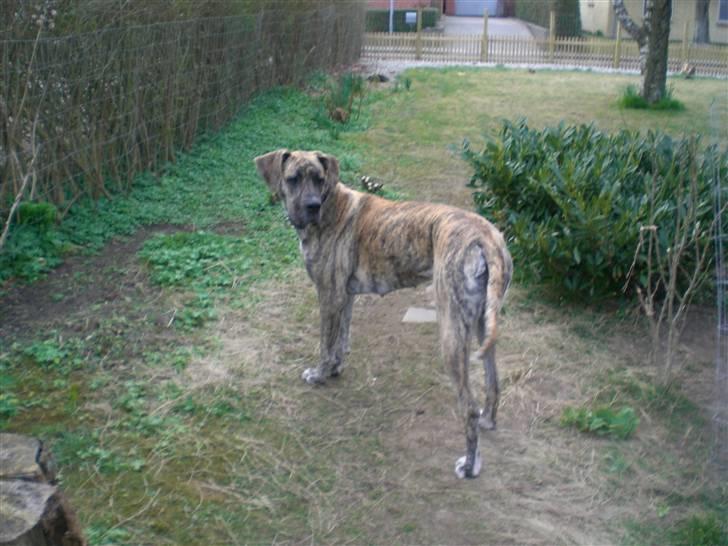 Grand danois Elma billede 6