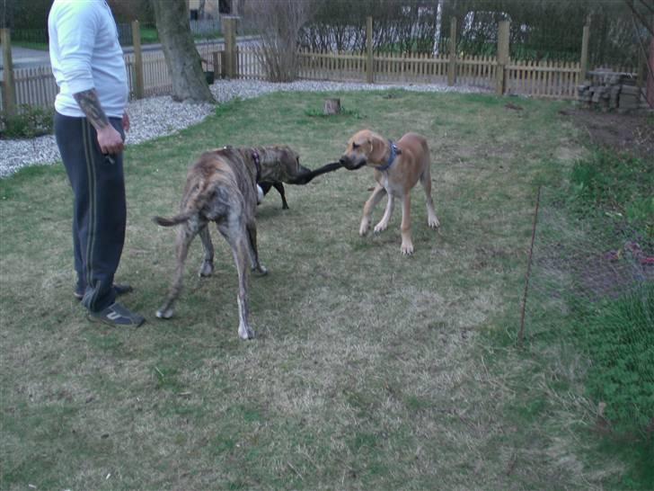 Grand danois Elma billede 7