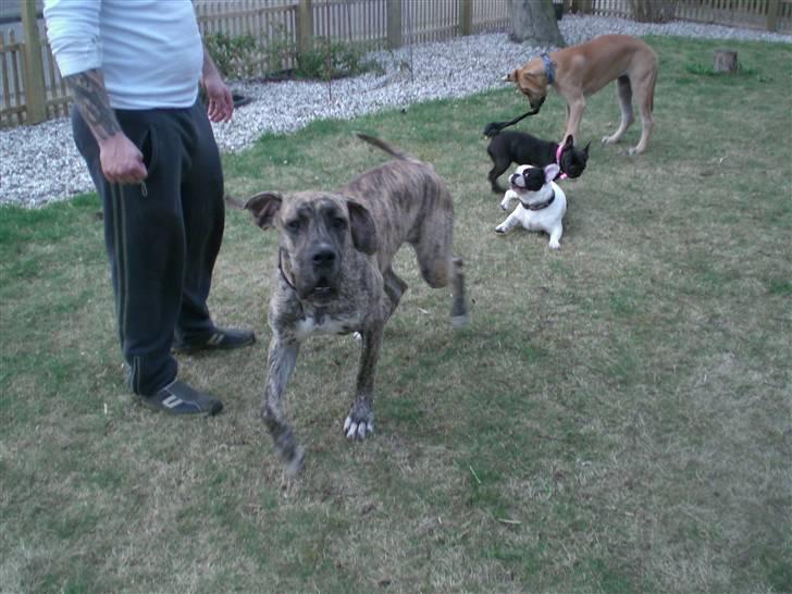 Grand danois Elma billede 8