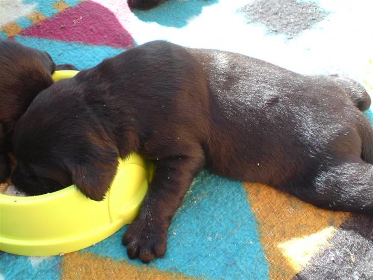 Labrador retriever Fie billede 2