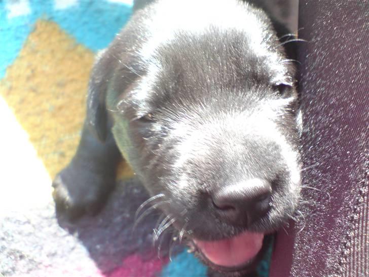 Labrador retriever Fie billede 3