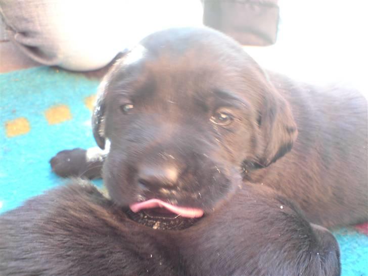 Labrador retriever Fie billede 4