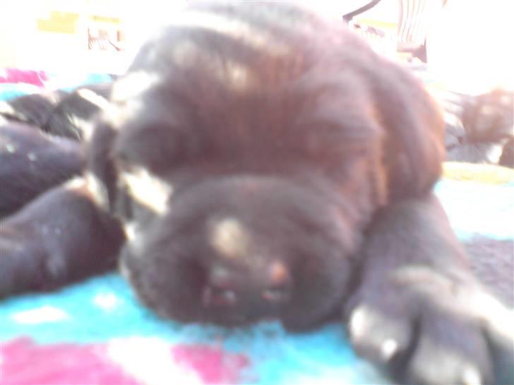 Labrador retriever Fie billede 5