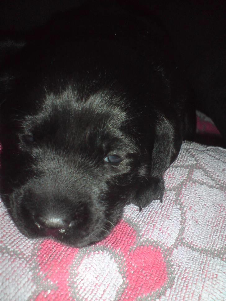 Labrador retriever Fie billede 6