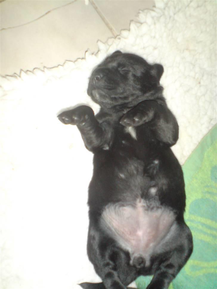 Labrador retriever Fie billede 7