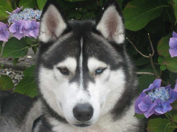 Siberian husky Zico Født i Juelsminde - 14 mdl. gammel. billede 1