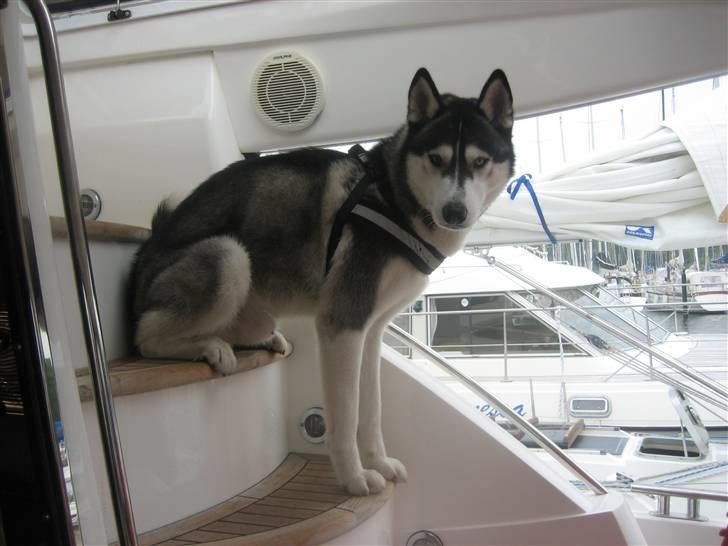 Siberian husky Zico Født i Juelsminde - Ja sådan sidder jeg altså. billede 3