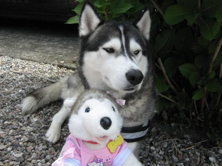 Siberian husky Zico Født i Juelsminde - Min mor er helt pjattet med bamser og selvfølgelig skulle hun have en Husky bamse. billede 4