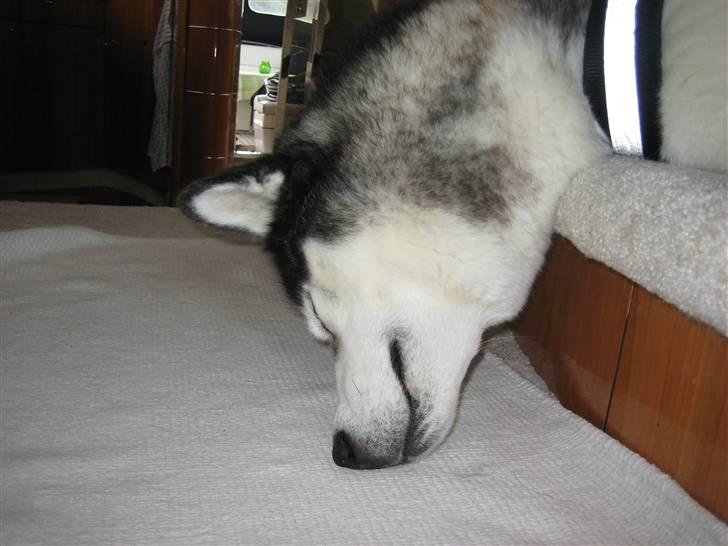Siberian husky Zico Født i Juelsminde - Zico sover med næsen i gulvtæppet. billede 5