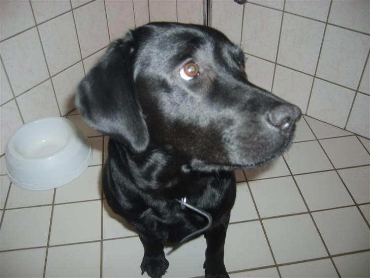 Labrador retriever Sisse - Velkommen til Sisse´s profil (: ! billede 1