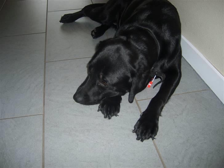 Labrador retriever Sisse - "Helt ærligt, jeg prøver at sove!!" billede 2