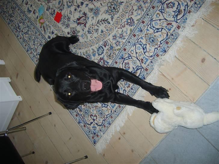 Labrador retriever Sisse billede 3