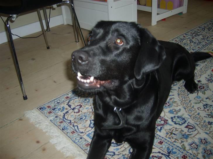 Labrador retriever Sisse billede 4