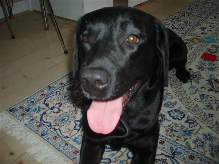 Labrador retriever Sisse billede 5