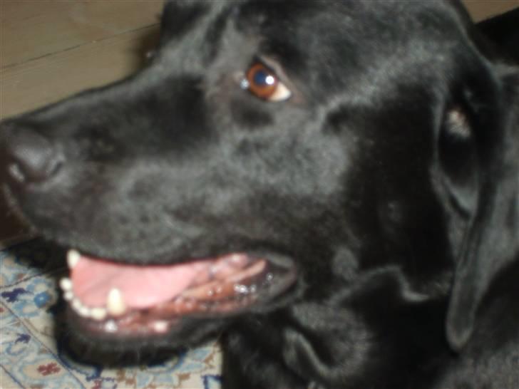 Labrador retriever Sisse billede 6