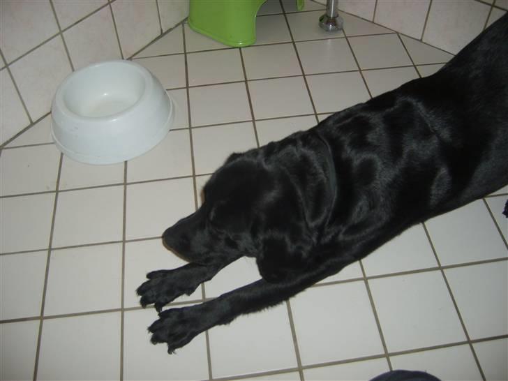 Labrador retriever Sisse billede 7