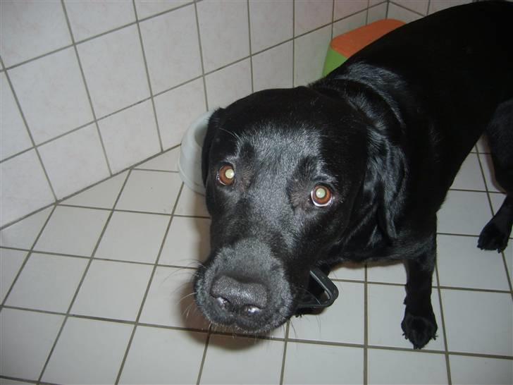 Labrador retriever Sisse billede 8