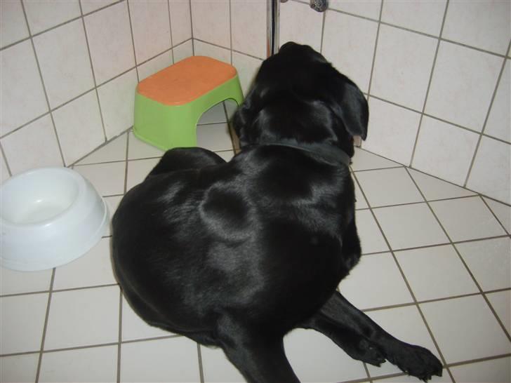 Labrador retriever Sisse billede 9