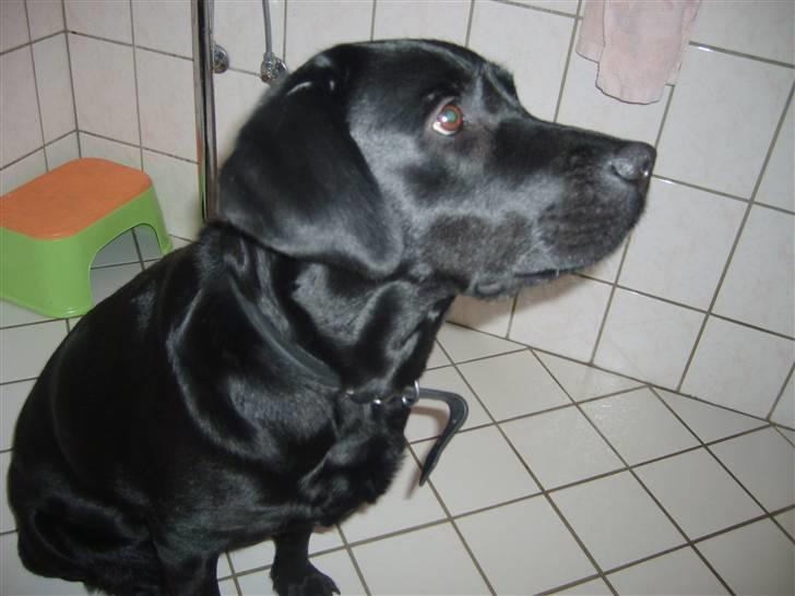 Labrador retriever Sisse billede 10