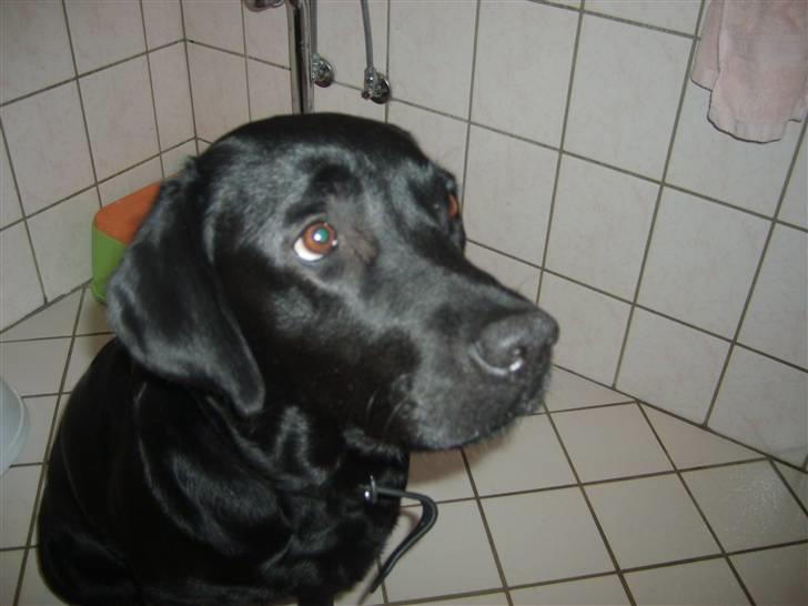 Labrador retriever Sisse billede 11