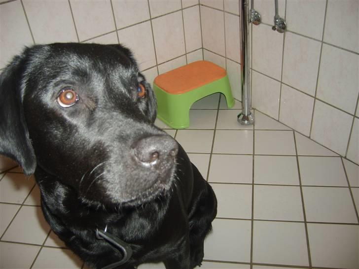 Labrador retriever Sisse billede 14