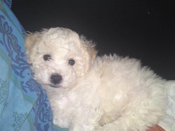 Bichon à poil frisé JOEY billede 1