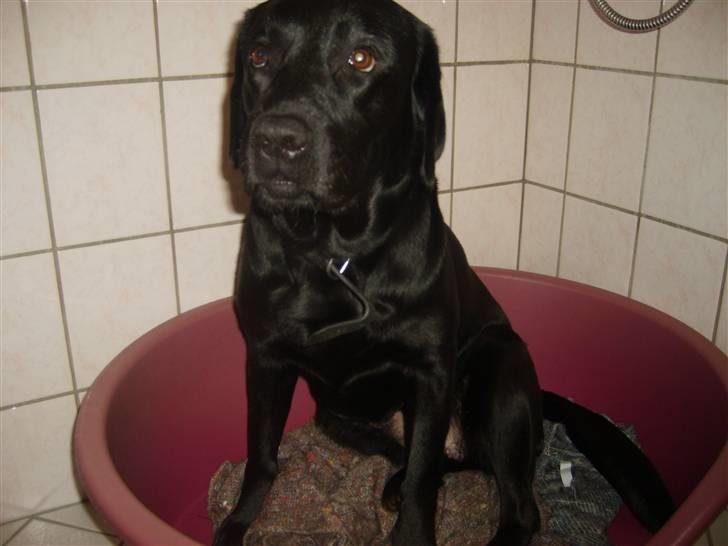 Labrador retriever Sisse billede 15