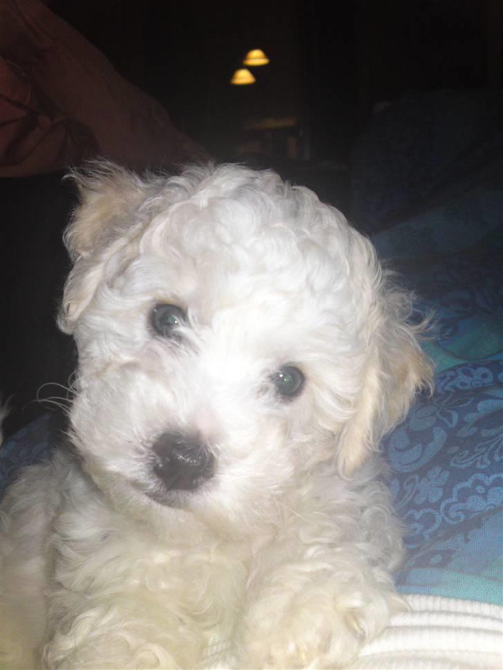 Bichon à poil frisé JOEY billede 2