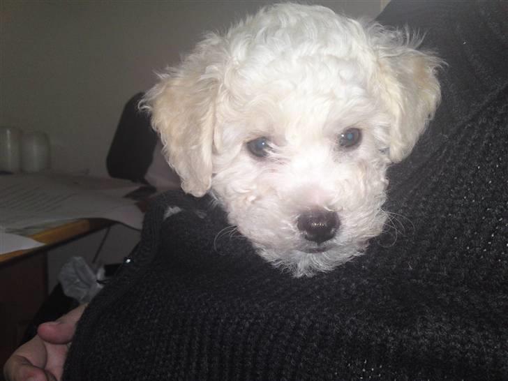 Bichon à poil frisé JOEY billede 3