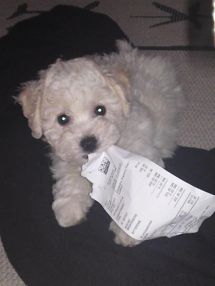 Bichon à poil frisé JOEY billede 4