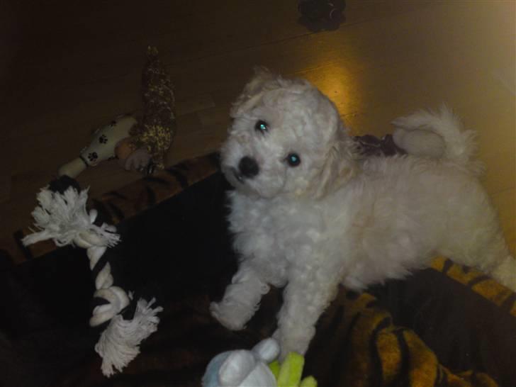 Bichon à poil frisé JOEY billede 5