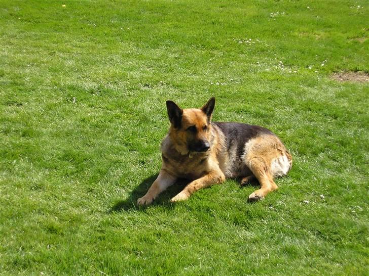 Schæferhund Sascha Aflivet :,( R.I.P billede 1