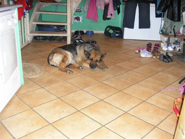 Schæferhund Sascha Aflivet :,( R.I.P billede 2