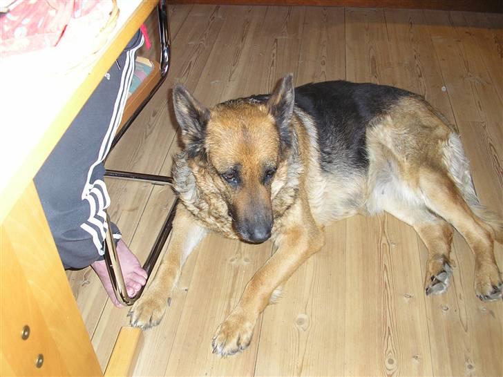 Schæferhund Sascha Aflivet :,( R.I.P billede 3