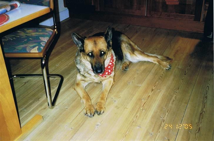 Schæferhund Sascha Aflivet :,( R.I.P billede 4