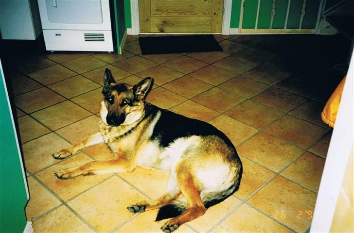 Schæferhund Sascha Aflivet :,( R.I.P billede 5